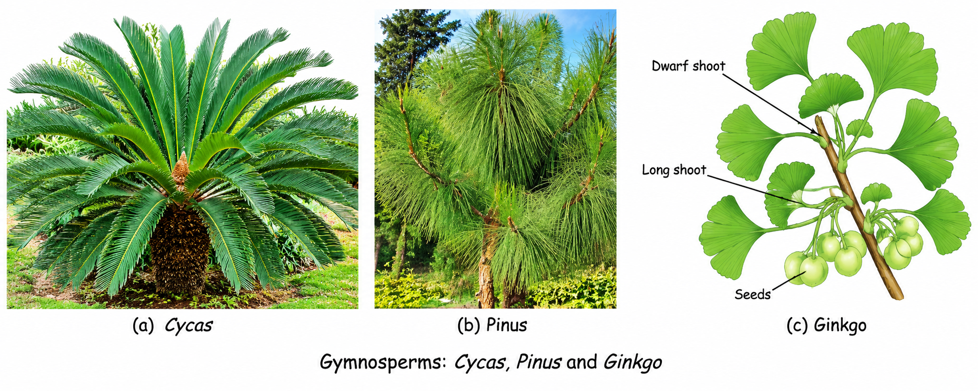 Gymnosperms: Cycas, Pinus and Ginkgo